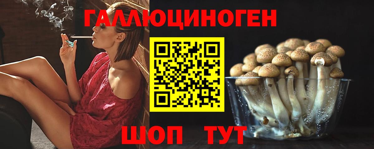 Галлюциногенные грибы Psilocybe Кореновск